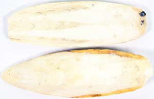 Sepiaschalen 4-6 Inch