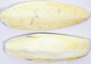 Sepiaschalen 9-10 Inch